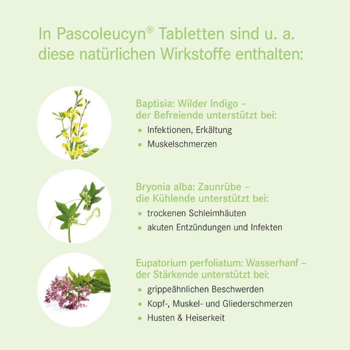 Pascoleucyn Tabletten bei Erkältungskrankheiten, 100 pc Tablettes