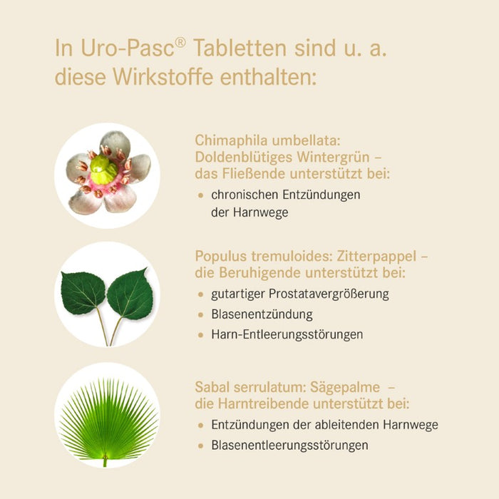 Uro-Pasc Tabletten bei Erkrankungen der Harnorgane, 100 pcs. Tablets