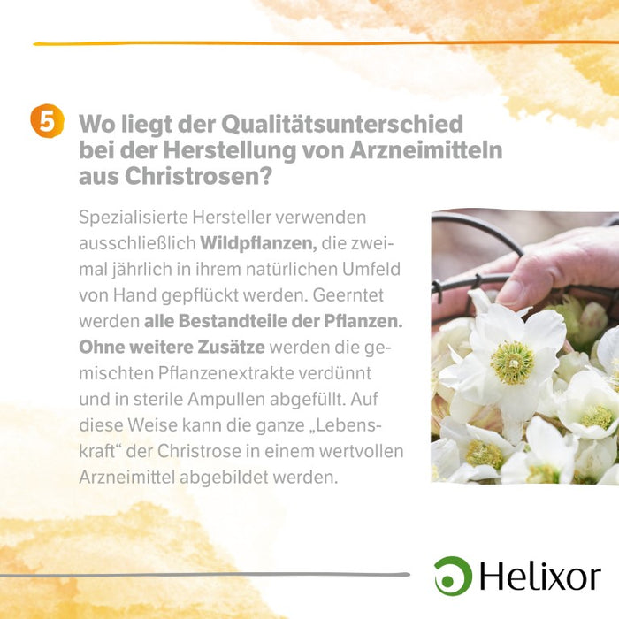 Helleborus niger aquos. D20, 50 pc Ampoules