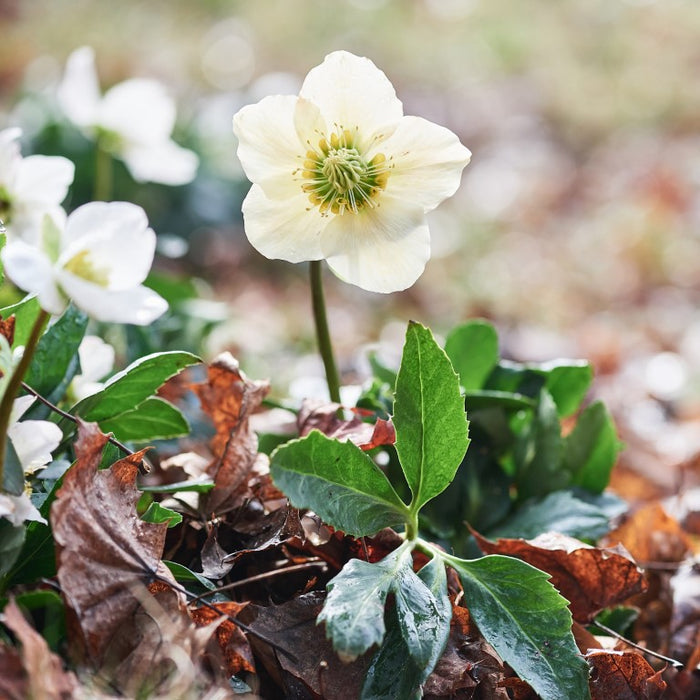 Helleborus niger aquos. D20, 50 pc Ampoules