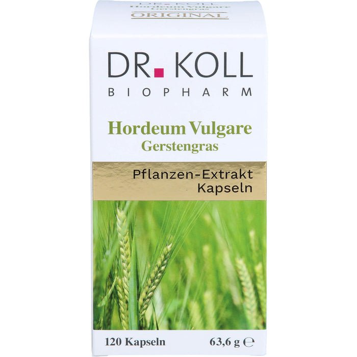 Gerstengras - Hordeum Vulgare, 120 St KAP