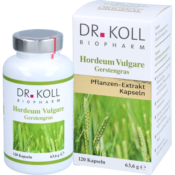 Gerstengras - Hordeum Vulgare, 120 St KAP