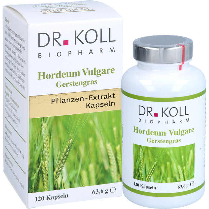 Gerstengras - Hordeum Vulgare, 120 St KAP