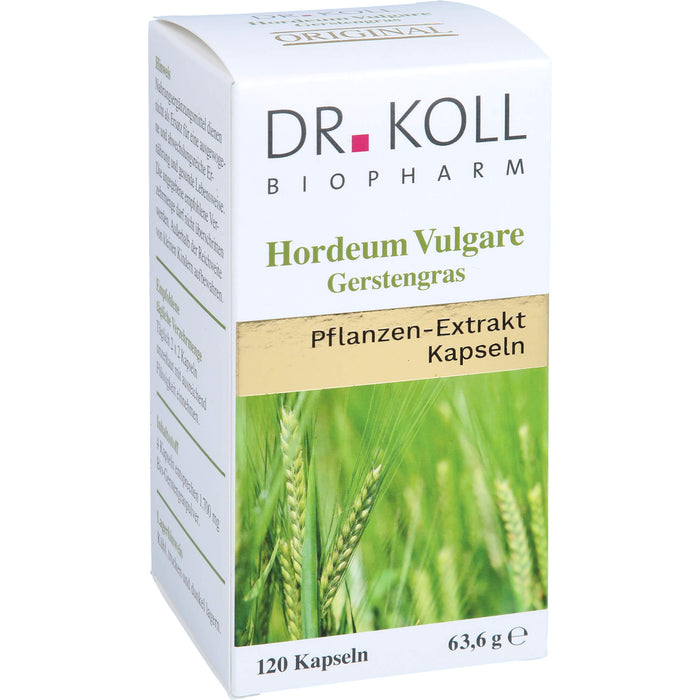 Gerstengras - Hordeum Vulgare, 120 St KAP