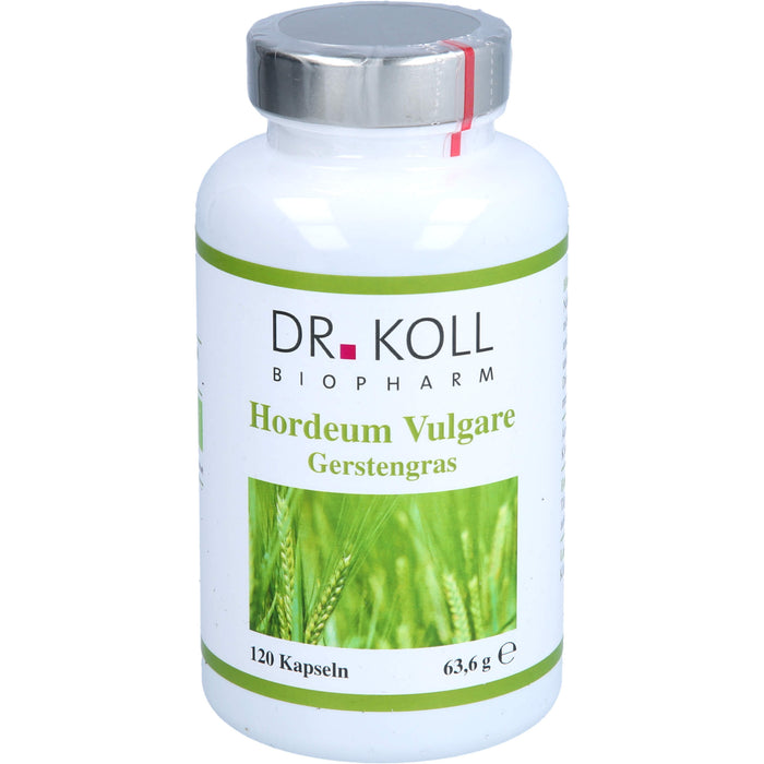 Gerstengras - Hordeum Vulgare, 120 St KAP