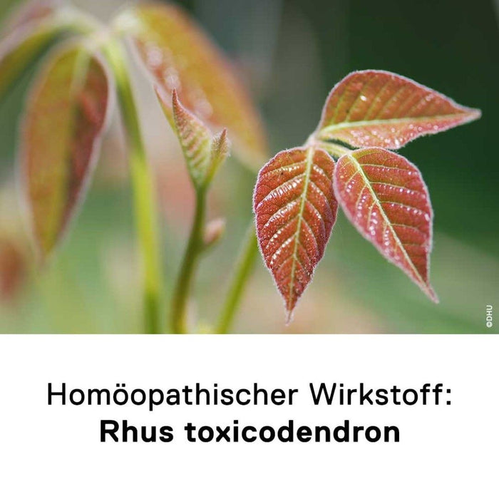 DHU Rhus comp. Gel bei rheumatischen Schmerzen, 100 g Gel