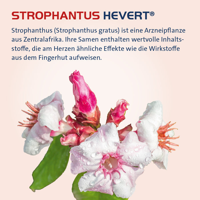 Strophanthus Hevert bei Herzbeschwerden, 30 ml 